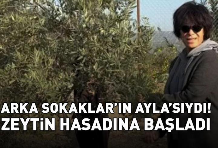 Ekranlardan bir süredir uzakta! Arka Sokaklar'ın Ayla'sı Filiz Taçbaş, zeytin hasadına başladı