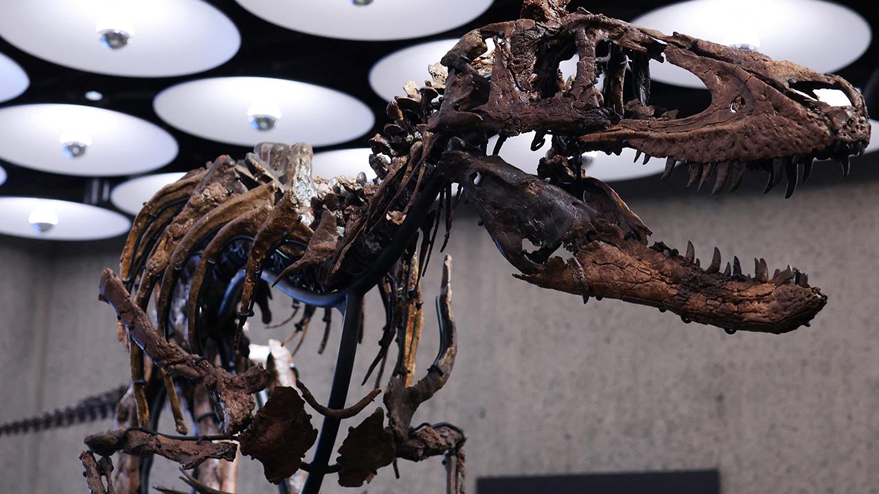 New York'taki müzayedede Nanotyrannus iskeleti 47,3 milyon dolara satıldı